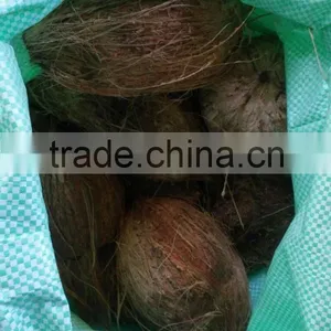 A Grade 25000 Piece Fresh Fruit-fresh Coconuts is Available for UAE Buyers thumbnail-1