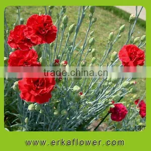 Natural Promotional Fresh Cut Carnation Flower Arrangements thumbnail-1