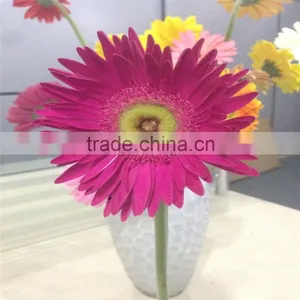 Natural And Fresh Cut Flower Gerbera 45-60cm Stem Length Wholesale thumbnail-1