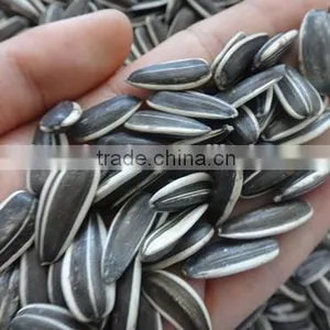 Inner Mongolia Sunflower Seeds 5009 thumbnail-1