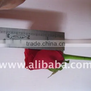 Fresh Cut Rose thumbnail-1