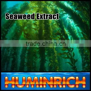 FAQ 19--Application Of Seaweed Extract Fertilizer On Vegetable thumbnail-3