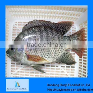 High Quality BQF Tilapia Fish thumbnail-1