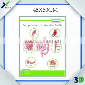 Custom Printed 3D Medical Wall Chart / Pregnancy Chart thumbnail-5