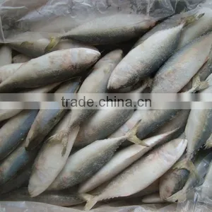 Frozen Indian Mackerel on Sale thumbnail-1