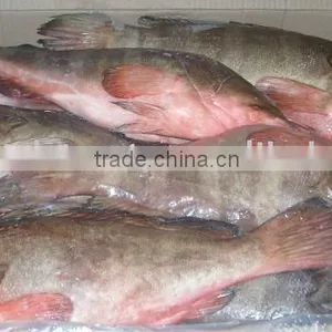 INDIAN ORIGIN FROZEN REEFCOD WHOLE IQF thumbnail-1