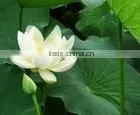 Lotus Leaf Extract thumbnail-1