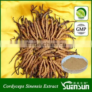 Cordyceps Sinensis Powder 30% Cordyceps Polysaccharide Cordyceps Extract thumbnail-1
