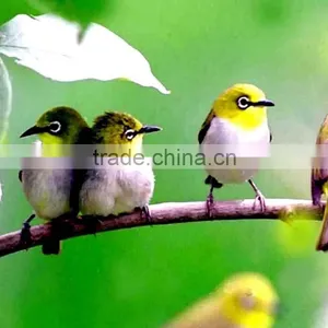 Birds Slaughter Machine Mobile Poultry Slaughterhouse Poultry Slaughter Equipment Halal Slaughter Machine Chicken Duck Bird thumbnail-1