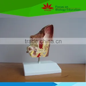 Hot Sale School Use Dog Ear Anatomy Model for Vet thumbnail-3