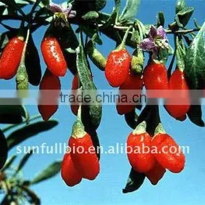 Spray Dried Wolfberry Fruit Powder thumbnail-1