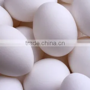 White Eggs Suppliers From India thumbnail-1
