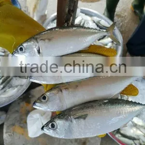 FROZEN INDIAN MACKEREL GRADE AAA WHOLE ROUND thumbnail-2