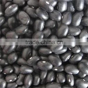 Small Black Kidney Bean thumbnail-1