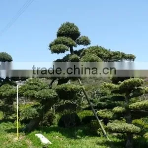 Bonsai Tree thumbnail-1