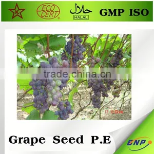 Olympian Labs Grape Seed Extract thumbnail-1