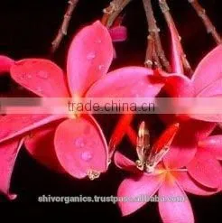 Galbanum Essential Oil thumbnail-1