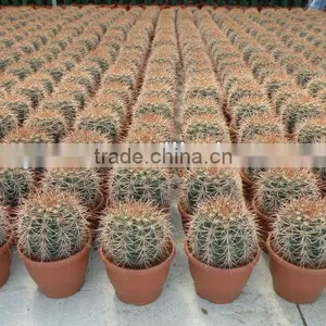 Ungrafted Cactus,Melocactus Peruvianus thumbnail-1