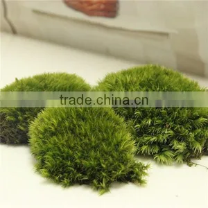 DIY Accessories Natural Green Micro Landscape Decorative Moss thumbnail-1