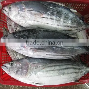 Frozen Eastern Pacific Bonito Whole Round- Auxis Tapeionsoma thumbnail-1