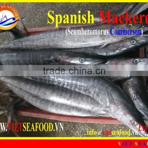 FROZEN SPANISH MACKEREL WHOLE ROUND thumbnail-1