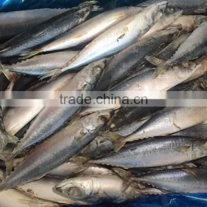 Best Price Frozen Mackerel Fish thumbnail-5