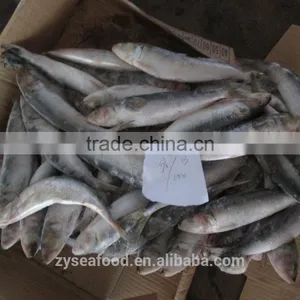 Frozen Sardine Fish thumbnail-1