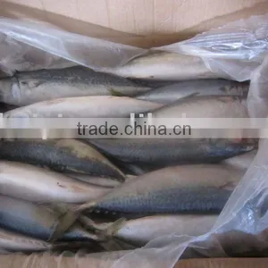 300-500g Frozen Mackerel Land Nov thumbnail-1