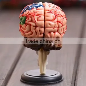 Education Toy Human Brain Model Structure Model Assembled Anatomy Dimensional Model 32pcs Set thumbnail-1