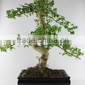Ligustrum 30cm Art thumbnail-1