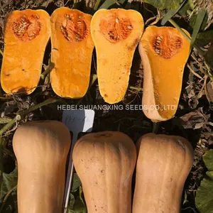 2021 Wholesale Butternut Flesh Hybrid Squash Seeds Pumpkin Seeds for Planting thumbnail-2