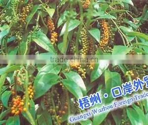 White Pepper thumbnail-1