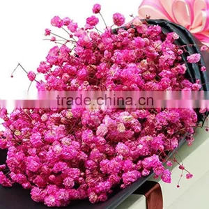 Excellent Quality Best Selling Fresh Excellent Quality Fresh Gypsophila thumbnail-5