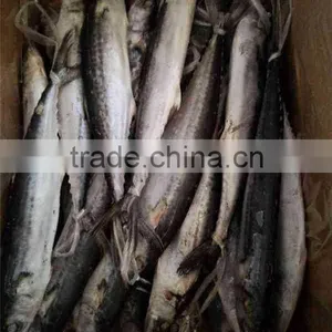 Frozen Spanish Mackerel Fish King Fish thumbnail-5