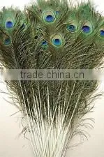 Natural Artificial Hobby Lobby Peacock Feathers thumbnail-1