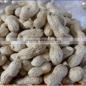 New Crop Chinese Roasted Peanuts In Shell thumbnail-2