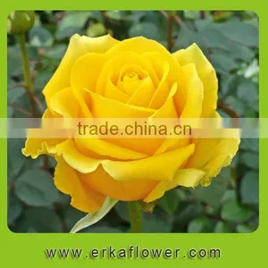 2016 New Product Crazy Selling Wide Varieties Fresh Rose thumbnail-1