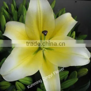 China Oriental Lily Flower Wholesale Fresh Cut Flowers thumbnail-6