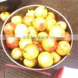 Pomegranate Peeling Machine thumbnail-1
