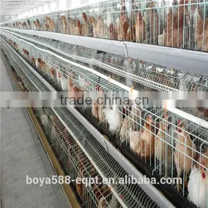 Ladder Type Automatic Pullet Chicken Brooding Cage For Sales For Nigeria Farm thumbnail-1