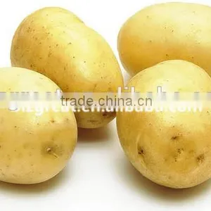 Supply Fresh Vegetables ,high Quality Fresh Potatoes for Sale thumbnail-1