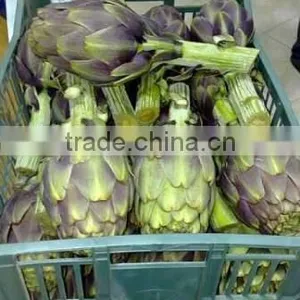 Artichokes thumbnail-3