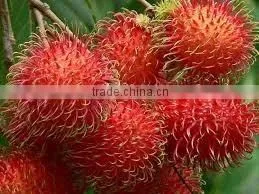 HKVIMEX'S Fresh Rambutan for EU Market thumbnail-1