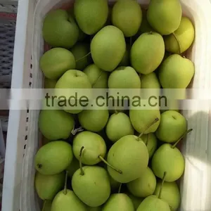 Shandong Pears thumbnail-1