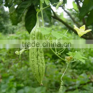 10% Charantin Bitter Melon Extract Powder thumbnail-4