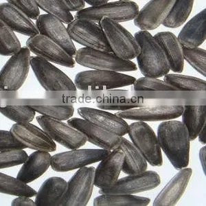 Oil Sunflower Seed in High Quality, Can be Used for Oil Extraction thumbnail-1