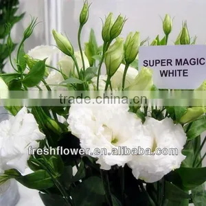 Eustoma thumbnail-1