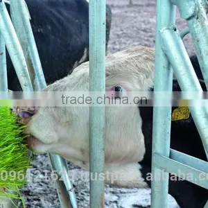 STAR GF300 Hydroponic Trays / Hydroponics Fodder / Hydroponic Fodder thumbnail-6