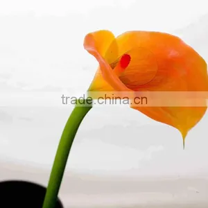 SJ300927 High Quality PU Common Callas Flowers for Indoor Deforative thumbnail-4