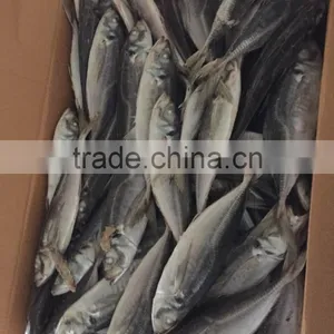 Horse Mackerel 20cm+ 2016 Seafrozen thumbnail-2